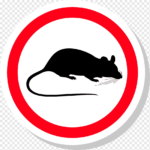 png-transparent-rat-mouse-pest-control-rodent-rat